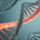 CRISPR, DNA, gene splicing, gene ethics, biotechnology