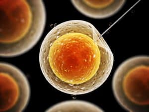 embryo_gene_editing_crispr
