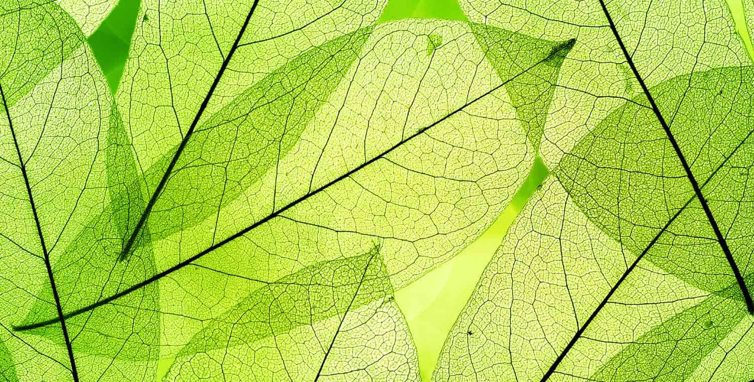 Artificial Leaf Technology could one day Power our World