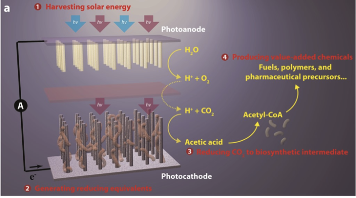 artificial-photosynthesis-can-we-harness-the-energy-of-the-sun-as-well